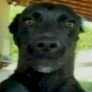 Gusta