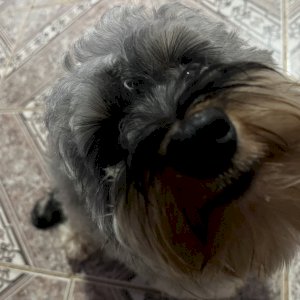 Maurício 