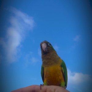 Kauan