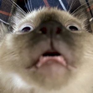 saatiew